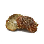 Amanita Muscaria – Dried Caps