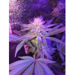 Seedsman -Peyote Forum Feminized 3τμχ