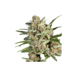 Super Sativa Seed Club -Super Mad Sky Floater Feminized 3τμχ