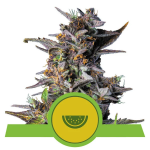 Royal Queen -Watermelon Automatic Feminized 10τμχ