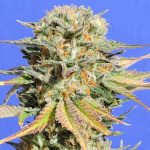 Original Sensible Seeds -Bruce Banner #3 Feminized 3τμχ+1 δώρο