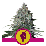 Royal Queen Seeds -Cookies Gelato Feminized 3τμχ