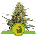Royal Queen -Hulkberry Automatic Feminized 3τμχ