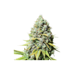 Super Sativa Seed Club -Kosher Haze Feminized 3τμχ