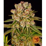 Barney's Farm -Kush Mintz 3τμχ