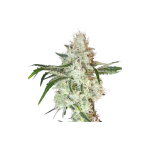Super Sativa Seed Club -Lemon OG Feminized 3τμχ