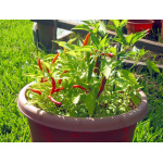 Ethos Herbals Πιπεριές Piri Piri - Σπόροι 25τμχ