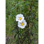 Ethos Herbals Κίστος - Σπόροι 1000τμχ