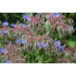 Ethos Herbals Μπουράντζα - Σπόροι 50τμχ