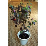 Ethos Herbals Πιπεριές Bolivian Rainbow - Σπόροι 25τμχ