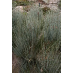 Ethos Herbals Ephedra Intermedia (Ma Huang Zhong) - Σπόροι 50τμχ