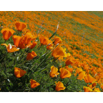 California Poppy - Σπόροι