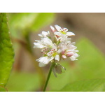 Ethos Herbals Φαγόπυρο- Σπόροι 30τμχ