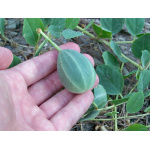 Ethos Herbals Κάπαρη - Σπόροι 100τμχ