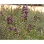 Ethos Herbals Λεβάντα Lavandula latifolia - Σπόροι 100τμχ