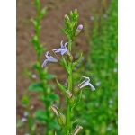 Ethos Herbals Lobelia inflata Indian tobacco - Σπόροι 100τμχ
