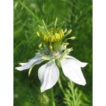 Ethos Herbals Nigella Sativa - Σπόροι 250τμχ