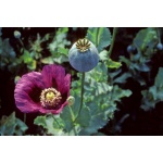 Ethos Herbals Papaver Somniferum - Σπόροι 500τμχ