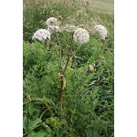 Ethos Herbals Άγρια Αγγελική - Σπόροι 100τμχ