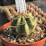 Ethos Herbals Trichocereus terscheckii, Argentine saguaro - Σπόροι 25τμχ