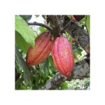 Cacao Criollo Powder Bio