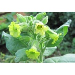 Ethos Herbals Nicotiana Rustica, Aztec Tobacco - Σπόροι 500τμχ
