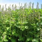 Holy Basil - Σπόροι