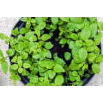 Ethos Herbals Μελισσόχορτο - Σπόροι 200τμχ