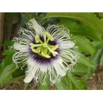 Ethos Herbals Passion Fruit - Σπόροι 25τμχ