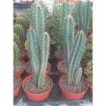 Ethos Herbals Cereus Peruvianus - Σπόροι 25τμχ