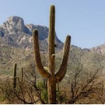 Ethos Herbals Carnegiea gigantea, Saguaro - Σπόροι 25τμχ
