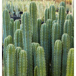 Ethos Herbals Trichocereus bridgesii, San Pedro - Σπόροι 25τμχ