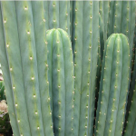 Ethos Herbals Trichocereus peruvianus, Peruvian San Pedro - Σπόροι 25τμχ