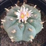 Ethos Herbals Lophophora williamsii, Peyote - Σπόροι 25τμχ