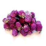 Ροζ Αμάρανθος (Pink Amaranthus) - Άνθη