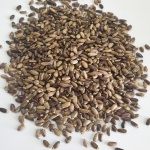 Γαϊδουράγκαθο - Καρπός