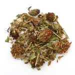 Κόκκινο Τριφύλλι (Red Clover)