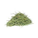 Andrographis Paniculata