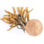 Incarvillea Sinensis 20:1 Extract