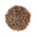 Indian Tobacco (Lobelia Inflata)