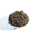 Sleepy Morning (Waltheria Indica)