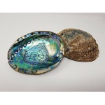 Abalone Shell XL & Stand