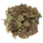 Christmas Bush (Alchornea Cordifolia)