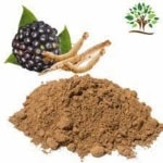 Siberian Ginseng - Eleutherosides 2%