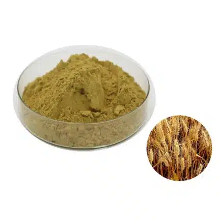 Ganoderma Lucidum - Ergosterol 20%