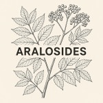 Aralia Elata - Aralosides 40%