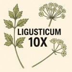 Ligusticum 10:1