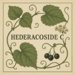 Cissus - Hederacoside C 20%