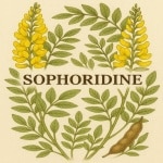 Sophora - Sophoridine 98%