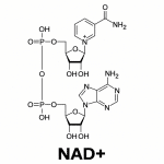Chemical structure of oxidised nicotinamide adenine dinucleotide (NAD+)
